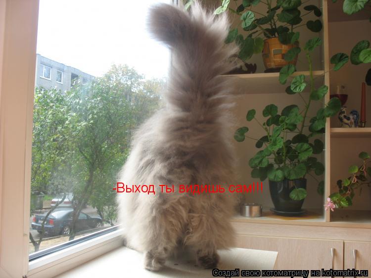 -Выход ты видишь сам!!!... Котоматрица: -Выход ты видишь сам!!!