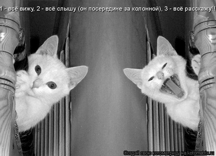 1 - всё вижу, 2 - всё слышу (он посередине за колонной), 3 - всё расскажу!!!... Котоматрица: 1 - всё вижу, 2 - всё слышу (он посередине за колонной), 3 - всё расскажу!!!