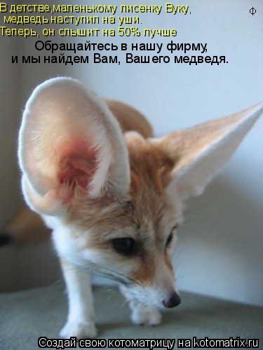 В детстве,маленькому лисенку Вуку, Теперь, он слышит на 50% лучше Обращайтесь в нашу фирму, и мы найд... Котоматрица: В детстве,маленькому лисенку Вуку, Теперь, он слышит на 50% лучше Обращайтесь в нашу фирму, и мы найдем Вам, Вашего медведя. медведь наступил н