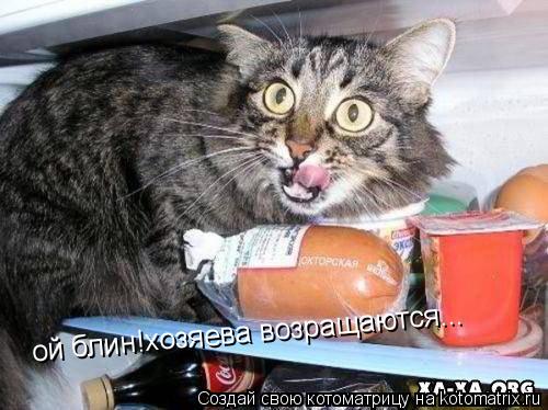ой блин!хозяева возращаются...... Котоматрица: ой блин!хозяева возращаются...