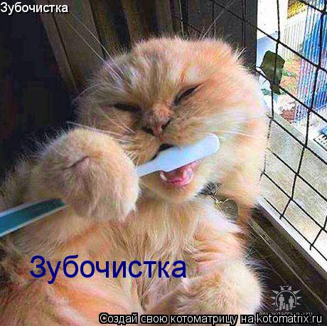 Зубочистка Зубочистка... Котоматрица: Зубочистка Зубочистка
