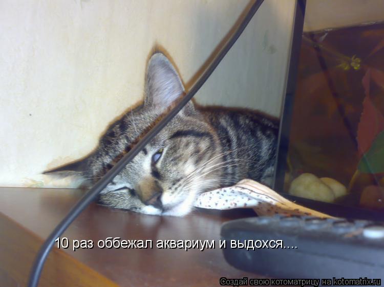 10 раз оббежал аквариум и выдохся....... Котоматрица: 10 раз оббежал аквариум и выдохся....