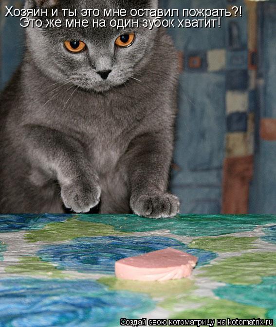 Хозяин и ты это мне оставил пожрать?! Это же мне на один зубок хватит!... Котоматрица: Хозяин и ты это мне оставил пожрать?! Это же мне на один зубок хватит!