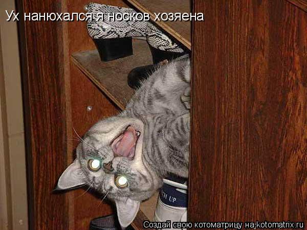 Ух нанюхался я носков хозяена... Котоматрица: Ух нанюхался я носков хозяена