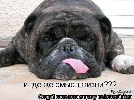 и где же смысл жизни???... Котоматрица: и где же смысл жизни???