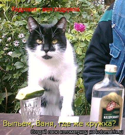 Выпьем, Ваня, где же кружка? Кедровит - моя подружка... Котоматрица: Выпьем, Ваня, где же кружка? Кедровит - моя подружка