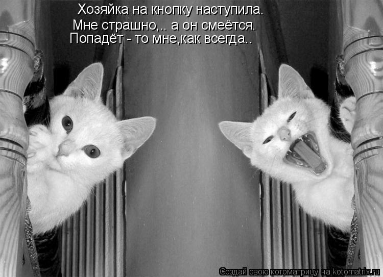 Хозяйка на кнопку наступила. Мне страшно,.. а он смеётся. Попадёт - то мне,как всегда..... Котоматрица: Хозяйка на кнопку наступила. Мне страшно,.. а он смеётся. Попадёт - то мне,как всегда..