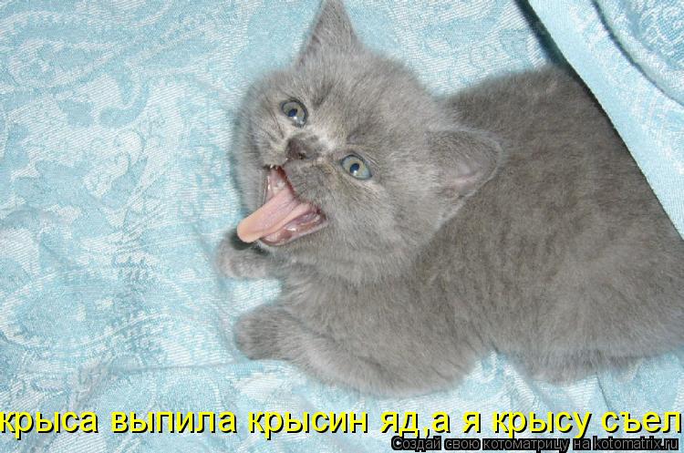 крыса выпила крысин яд,а я крысу съел... Котоматрица: крыса выпила крысин яд,а я крысу съел