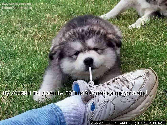 ну хозяин ты даешь- лапшой ботинки шнуровать!... Котоматрица: ну хозяин ты даешь- лапшой ботинки шнуровать!