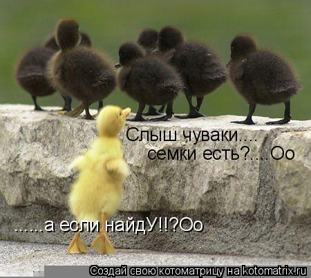 Слыш чуваки.... семки есть?....Оо ......а если найдУ!!?Оо... Котоматрица: Слыш чуваки.... семки есть?....Оо ......а если найдУ!!?Оо