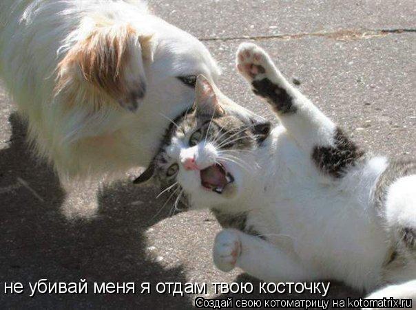 не убивай меня я отдам твою косточку... Котоматрица: не убивай меня я отдам твою косточку