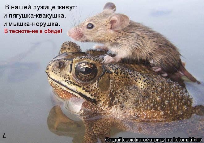 В нашей лужице живут: и лягушка-квакушка, и мышка-норушка. В тесноте-не в обиде!... Котоматрица: В нашей лужице живут: и лягушка-квакушка, и мышка-норушка. В тесноте-не в обиде!