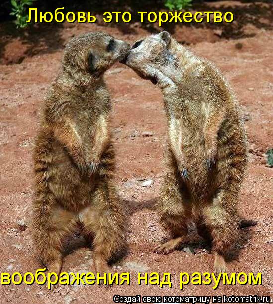 Любовь это торжество воображения над разумом... Котоматрица: Любовь это торжество воображения над разумом