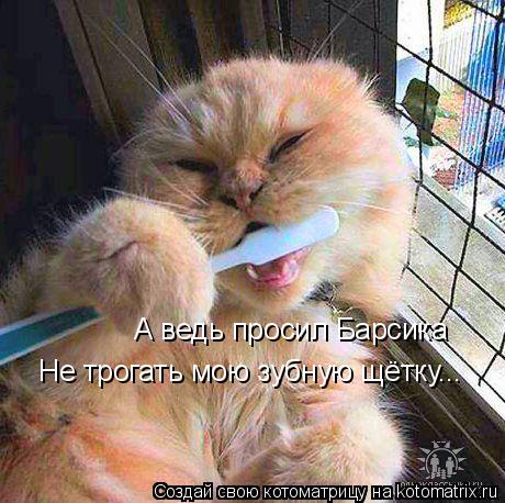 А ведь просил Барсика Не трогать мою зубную щётку...... Котоматрица: А ведь просил Барсика Не трогать мою зубную щётку...