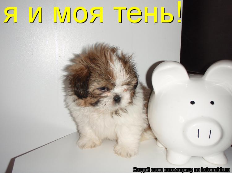 я и моя тень!... Котоматрица: я и моя тень!