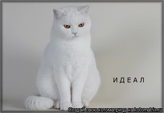 И Д Е А Л... Котоматрица: И Д Е А Л