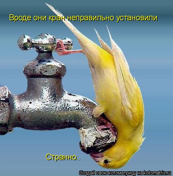 Вроде они кран неправильно установили Странно..... Котоматрица: Вроде они кран неправильно установили Странно..