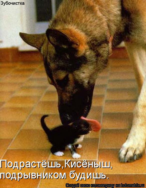 Зубочистка Подрастёшь,Кисёныш, подрывником будишь.... Котоматрица: Зубочистка Подрастёшь,Кисёныш, подрывником будишь.