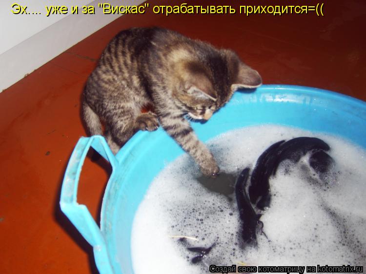 Эх.... уже и за "Вискас" отрабатывать приходится=((... Котоматрица: Эх.... уже и за "Вискас" отрабатывать приходится=((
