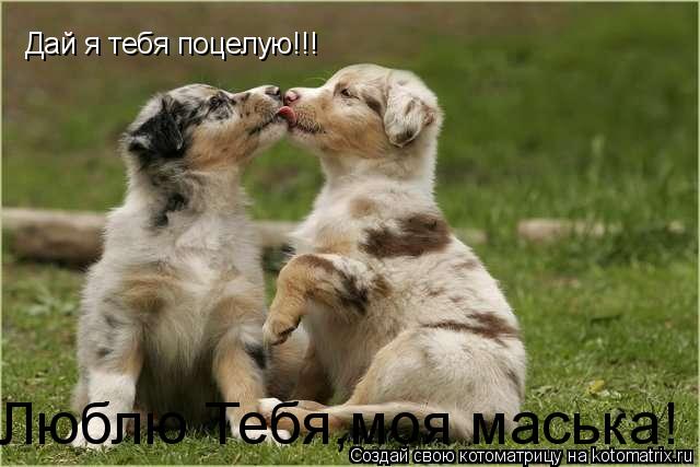 Дай я тебя поцелую!!! Люблю Тебя,моя маська!... Котоматрица: Дай я тебя поцелую!!! Люблю Тебя,моя маська!