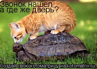 Звонок нашел, а где же дверь?... Котоматрица: Звонок нашел, а где же дверь?