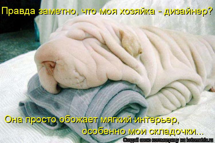 Правда заметно, что моя хозяйка - дизайнер? Она просто обожает мягкий интерьер, особенно мои складочк... Котоматрица: Правда заметно, что моя хозяйка - дизайнер? Она просто обожает мягкий интерьер, особенно мои складочки...