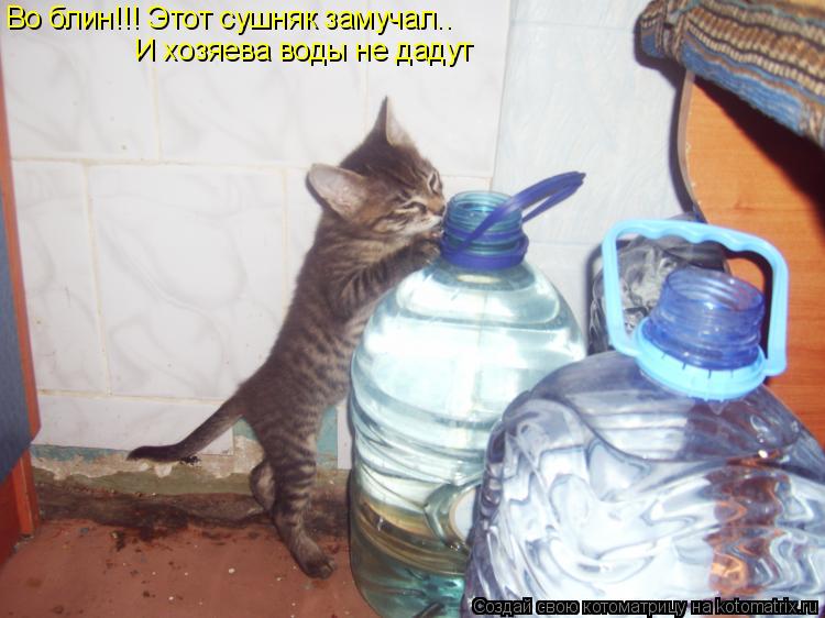 Во блин!!! Этот сушняк замучал.. И хозяева воды не дадут... Котоматрица: Во блин!!! Этот сушняк замучал.. И хозяева воды не дадут
