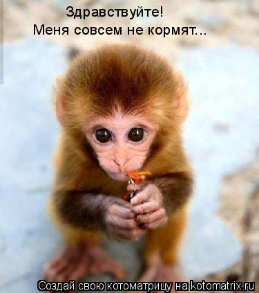 Здравствуйте! Меня совсем не кормят...... Котоматрица: Здравствуйте! Меня совсем не кормят...