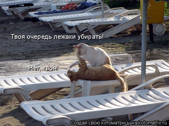 Твоя очередь лежаки убирать! Нет, твоя!... Котоматрица: Твоя очередь лежаки убирать! Нет, твоя!