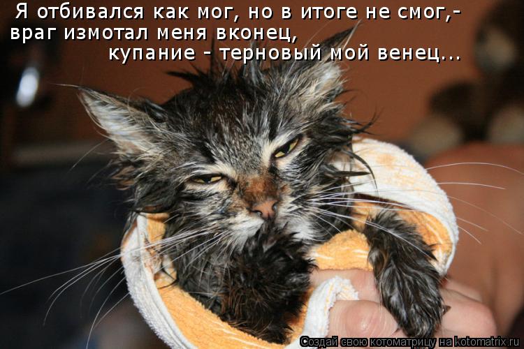 Котоматрица: Я отбивался как мог, но в итоге не смог,- враг измотал меня вконец,  купание - терновый мой венец...