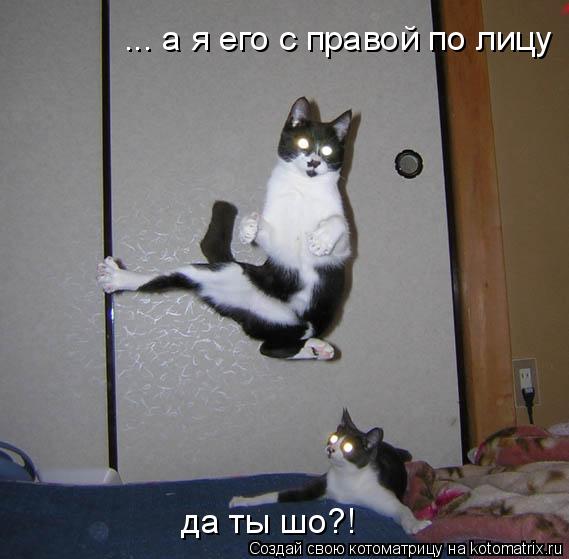 ... а я его с правой по лицу да ты шо?!... Котоматрица: ... а я его с правой по лицу да ты шо?!