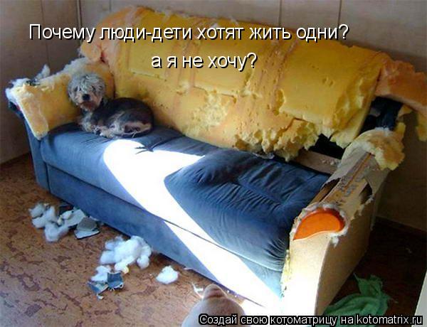 Почему люди-дети хотят жить одни? а я не хочу?... Котоматрица: Почему люди-дети хотят жить одни? а я не хочу?