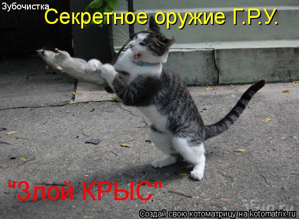 Зубочистка Секретное оружие Г.Р.У. "Злой КРЫС"... Котоматрица: Зубочистка Секретное оружие Г.Р.У. "Злой КРЫС"