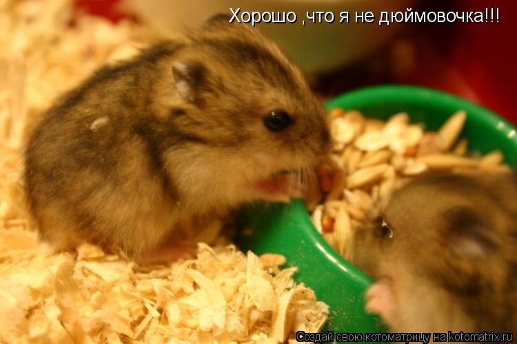 Хорошо ,что я не дюймовочка!!!... Котоматрица: Хорошо ,что я не дюймовочка!!!