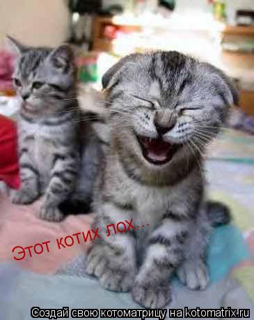 Этот котих лох...... Котоматрица: Этот котих лох...