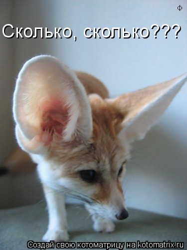 Сколько, сколько???... Котоматрица: Сколько, сколько???