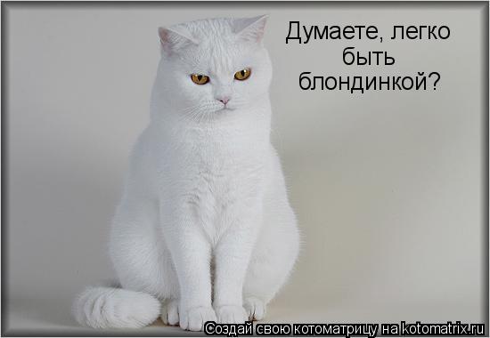 Думаете, легко быть блондинкой?... Котоматрица: Думаете, легко быть блондинкой?