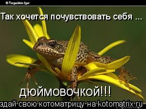 Так хочется почувствовать себя ... дюймовочкой!!!... Котоматрица: Так хочется почувствовать себя ... дюймовочкой!!!
