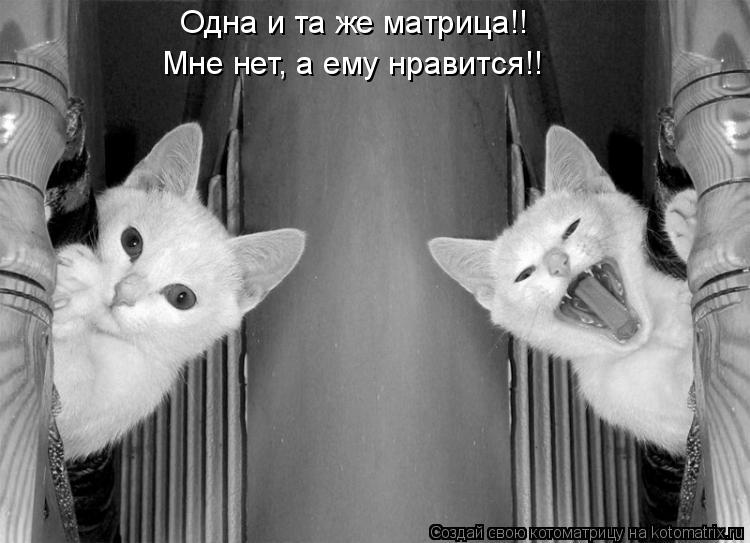 Котоматрица: Одна и та же матрица!! Мне нет, а ему нравится!!