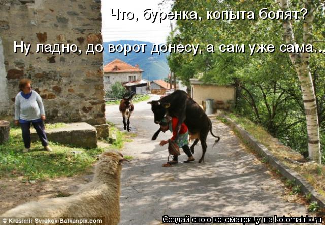 Что, буренка, копыта болят? Ну ладно, до ворот донесу, а сам уже сама...... Котоматрица: Что, буренка, копыта болят? Ну ладно, до ворот донесу, а сам уже сама...