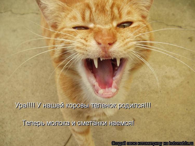 Ура!!!! У нашей коровы теленок родился!!! Теперь молока и сметанки наемся!... Котоматрица: Ура!!!! У нашей коровы теленок родился!!! Теперь молока и сметанки наемся!