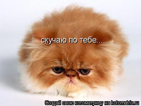 скучаю по тебе......... Котоматрица: скучаю по тебе......