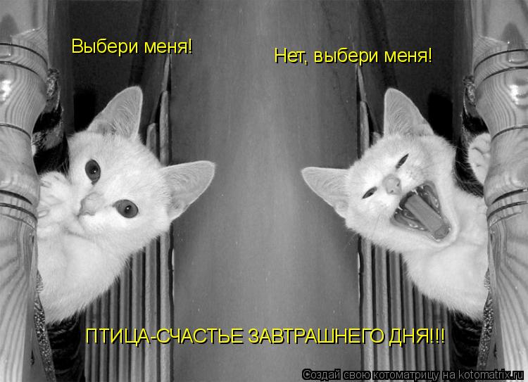 Выбери меня! Нет, выбери меня! ПТИЦА-СЧАСТЬЕ ЗАВТРАШНЕГО ДНЯ!!!... Котоматрица: Выбери меня! Нет, выбери меня! ПТИЦА-СЧАСТЬЕ ЗАВТРАШНЕГО ДНЯ!!!