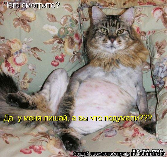 Чего смотрите? Да, у меня лишай, а вы что подумали??? Чего смотрите? Да, у меня лишай, а вы что поду... Котоматрица: Чего смотрите? Да, у меня лишай, а вы что подумали??? Чего смотрите? Да, у меня лишай, а вы что подумали???