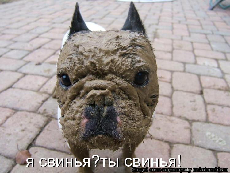 я свинья?ты свинья!... Котоматрица: я свинья?ты свинья!