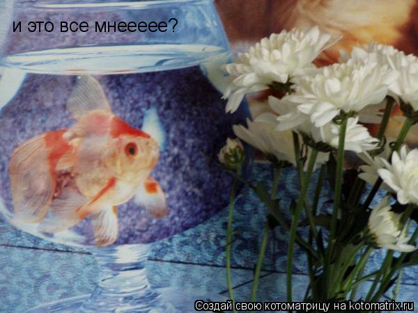 и это все мнеееее?... Котоматрица: и это все мнеееее?