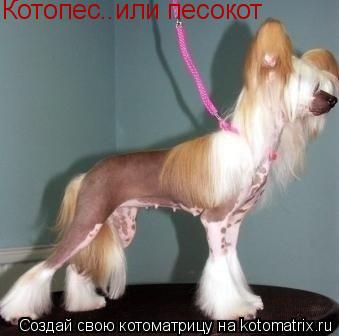 Котопес..или песокот... Котоматрица: Котопес..или песокот