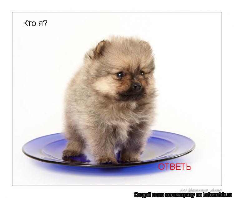 Кто я? ОТВЕТЬ... Котоматрица: Кто я? ОТВЕТЬ