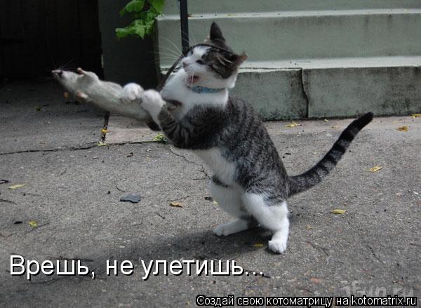 Врешь, не улетишь...... Котоматрица: Врешь, не улетишь...