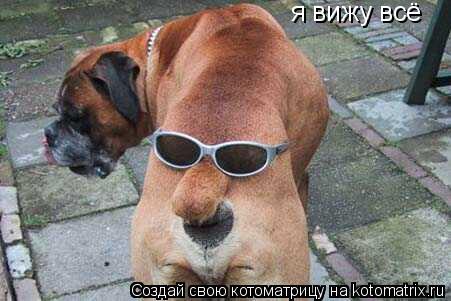 я вижу всё... Котоматрица: я вижу всё